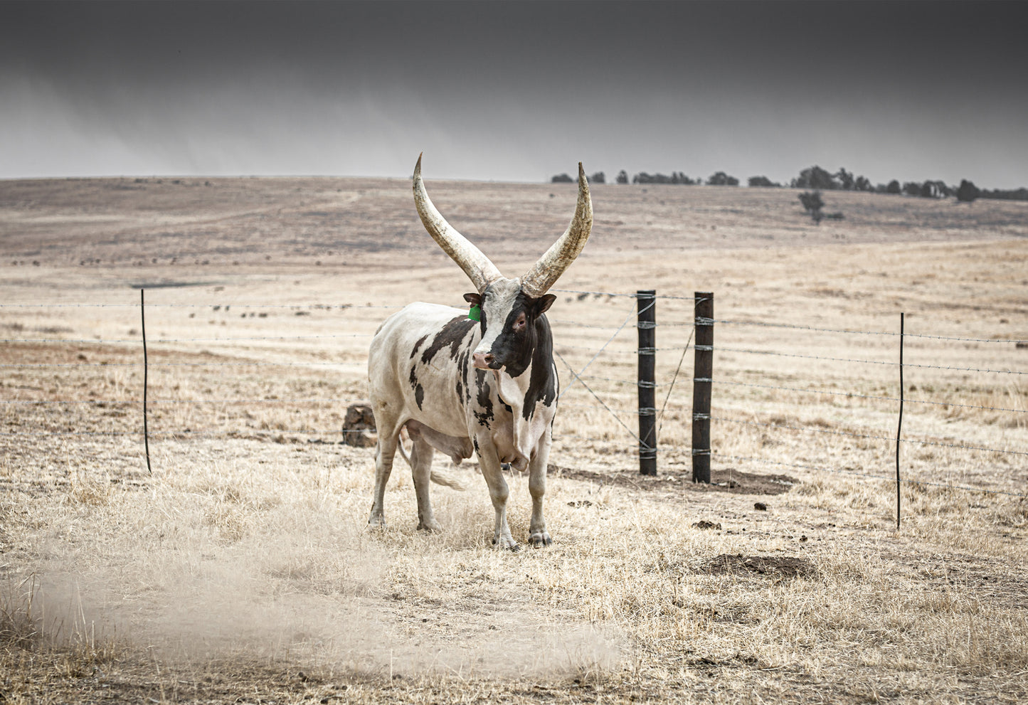 A longhorn Ankole bull stands in a dry, open field with a storm brewing in the background - a fine art print by Charles Johnstone taken in the Free State, South Africa.