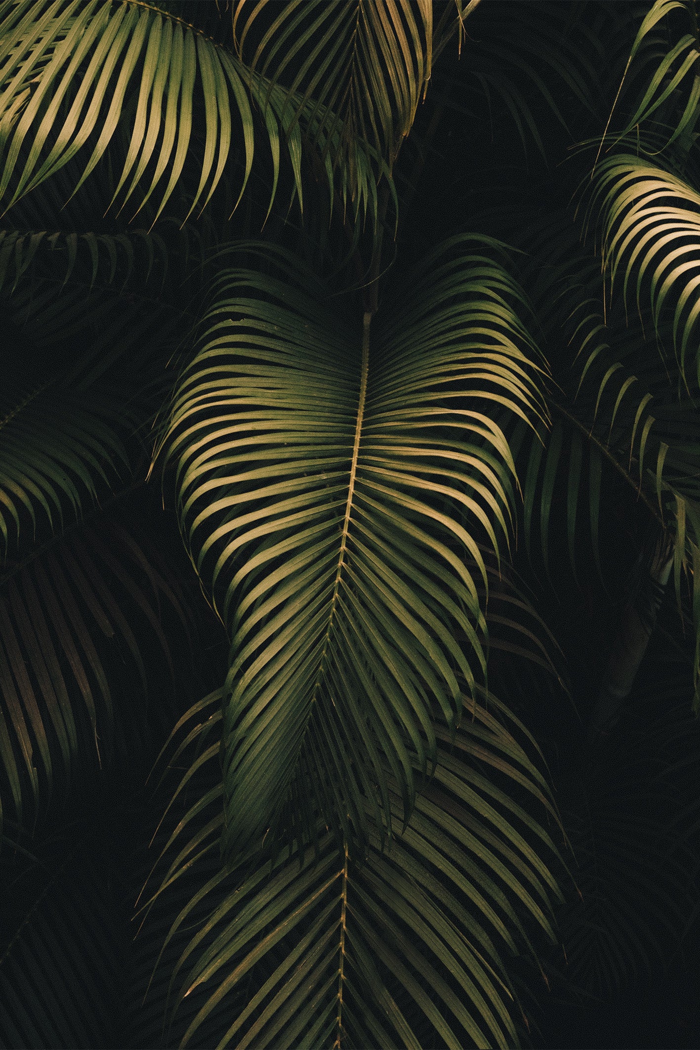 Close up of deep green palm leaves with a golden glow from the late evening sun, available as a fine art print by Evie Johnstone.