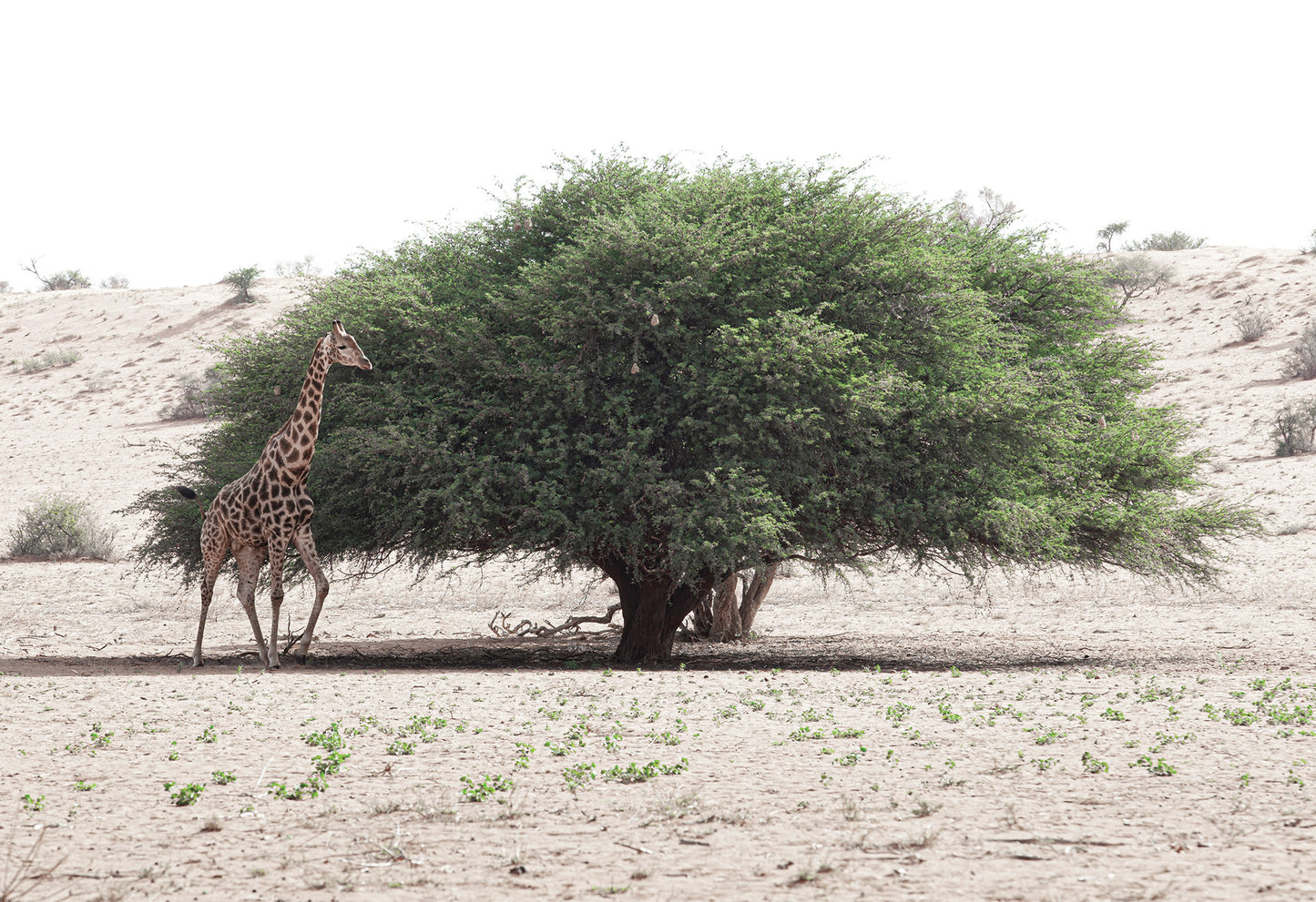 A lone giraffe walks near a tree in a dry landscape in the Kalahrari Desert - a fine art print by Charles Johnstone.