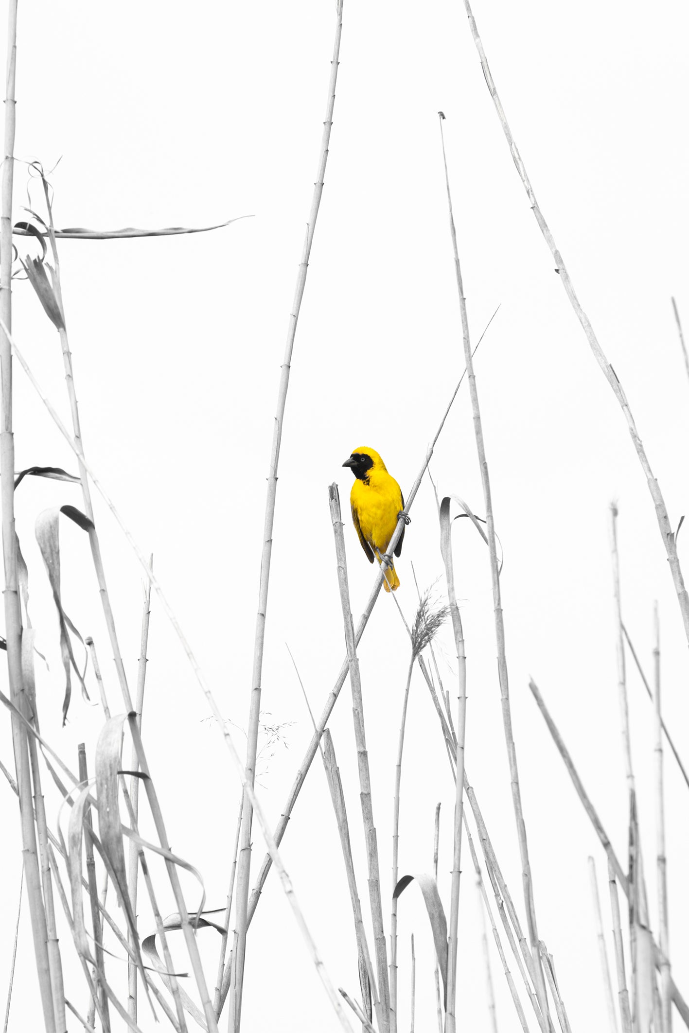A small yellow bird with a black face is perched on a branch among reeds. A monochrome print with a pop of colour by Charles Johnstone.
