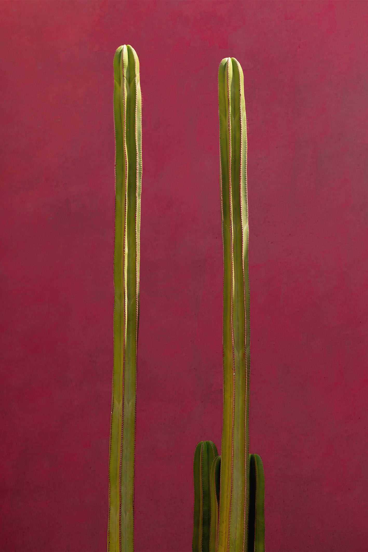 Soaked in sunshine, a pair of cacti stand tall against a pink washed wall in Morocco. A beautifully simple yet striking piece of wall art. Photograph taken by Will Bremridge, available to purchase as a ready-to-hang framed print exclusively from The Lost Works.