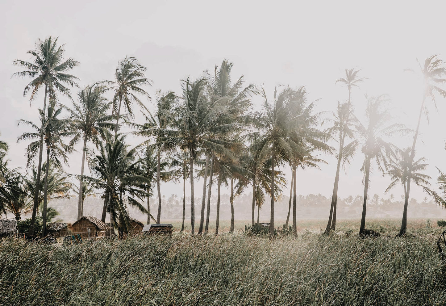 The sun flares through coconut-laden palm trees in a sleepy beachside town in Mozambique. A fine art phtography print by Charles Johnstone, available exclusively on The Lost Works.