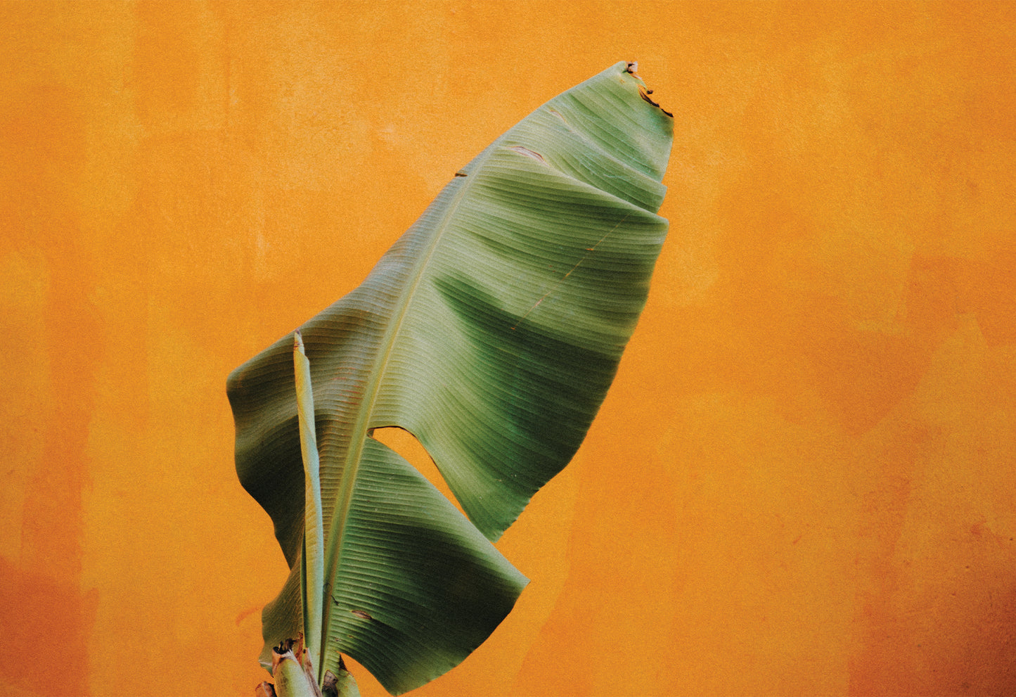 Green banana leaf against a bright ochre wall in Mexico, available to purchase as a fine art print by Evie Johnstone.
