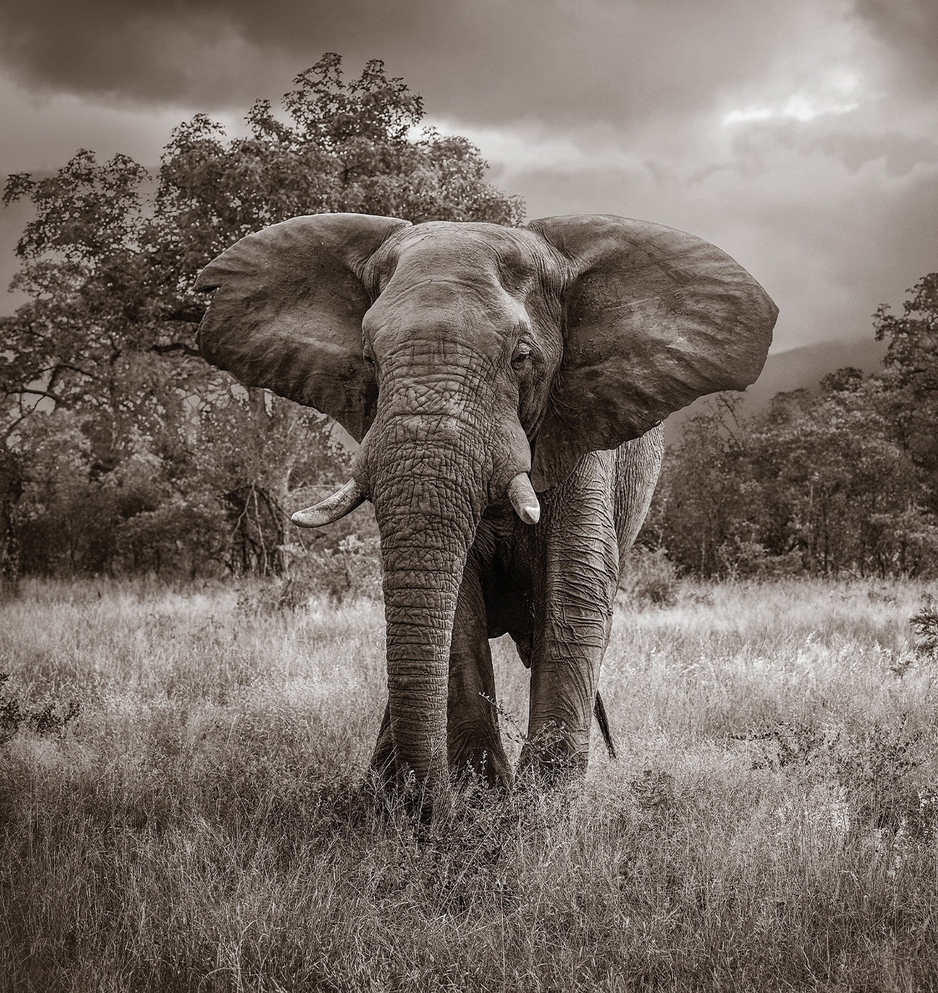 Africa