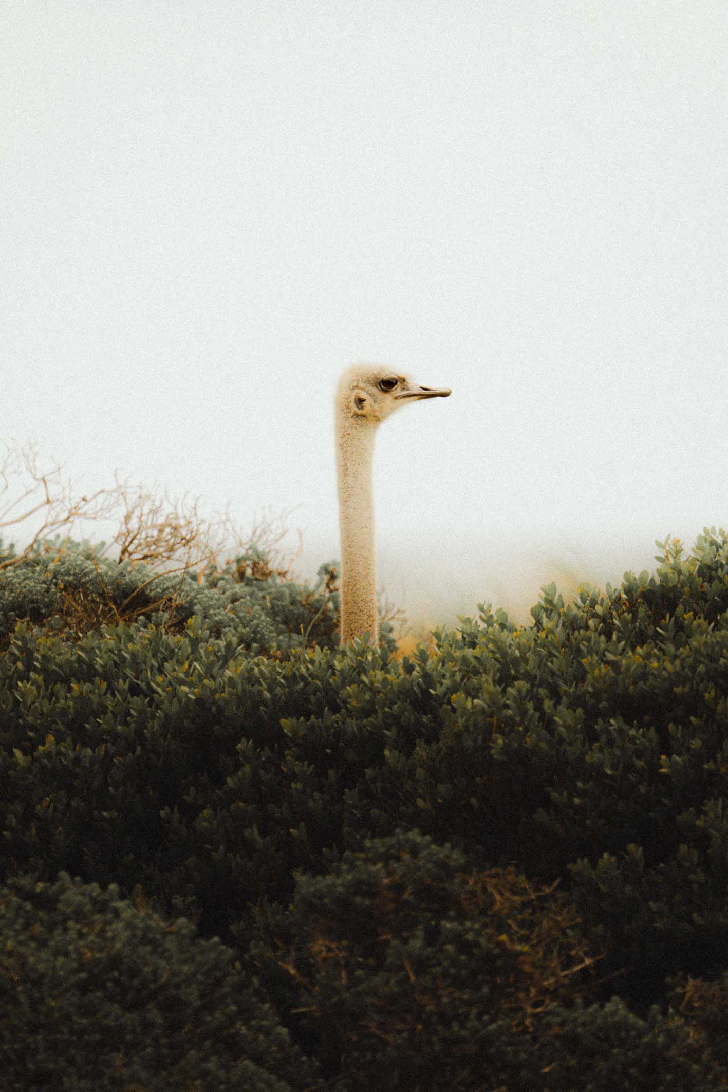 Animals
