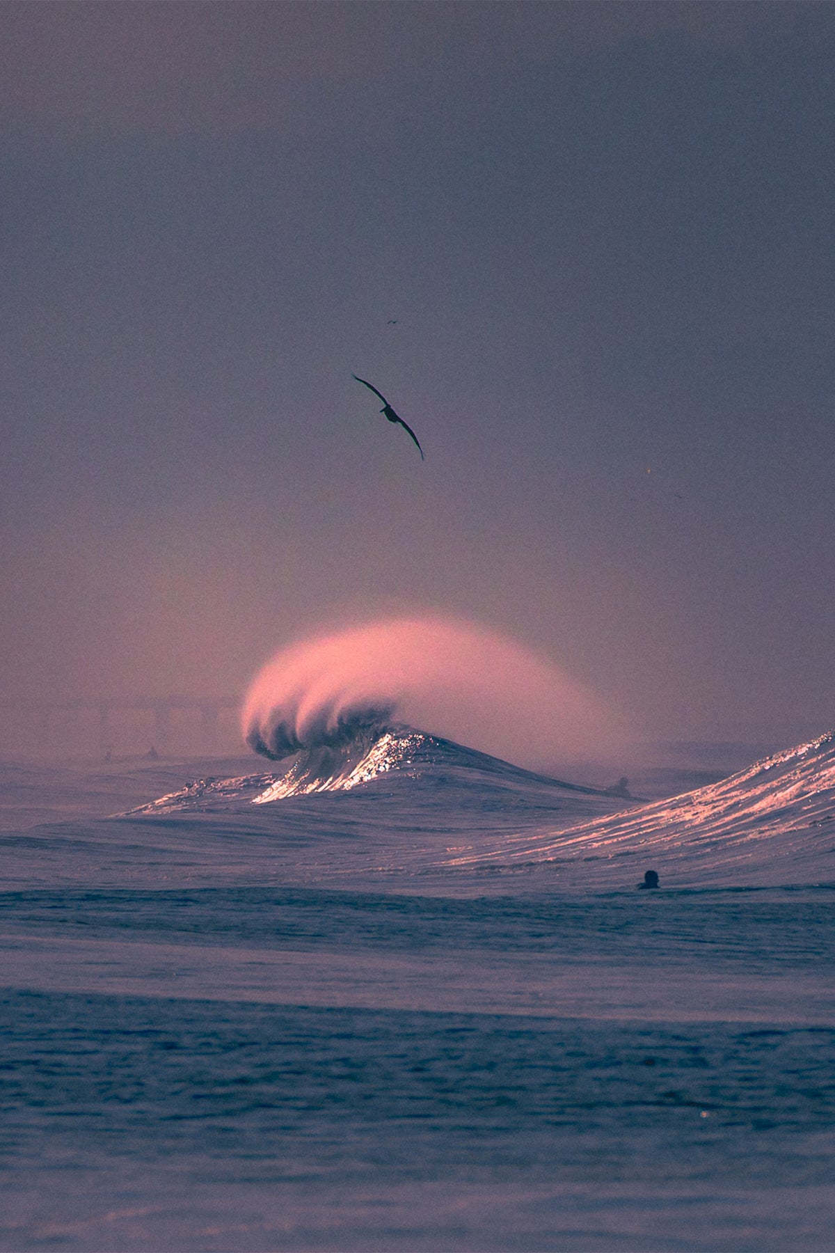 A lone seagull soars above a curling ocean wave illuminated by soft sunrise light on Manhattan Beach, photographed by Craig Hubbard.