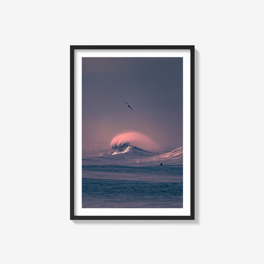 Bird Above