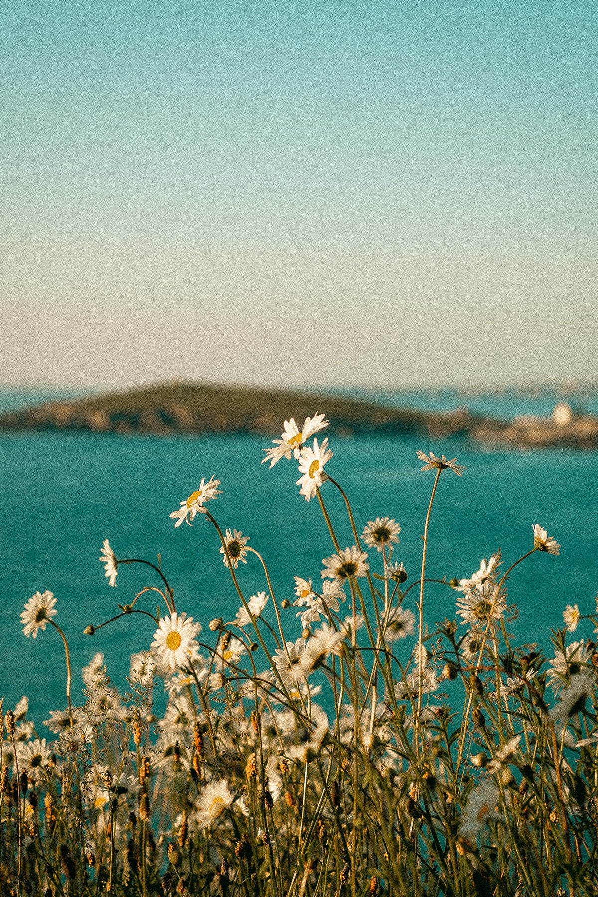 A group of wild daisies on the cliff top overlooking Fistral Bay in Cornwall, with the sea and the sky providing a calming blue backdrop, a ready-to-hang photography print by Evie Johnstone.