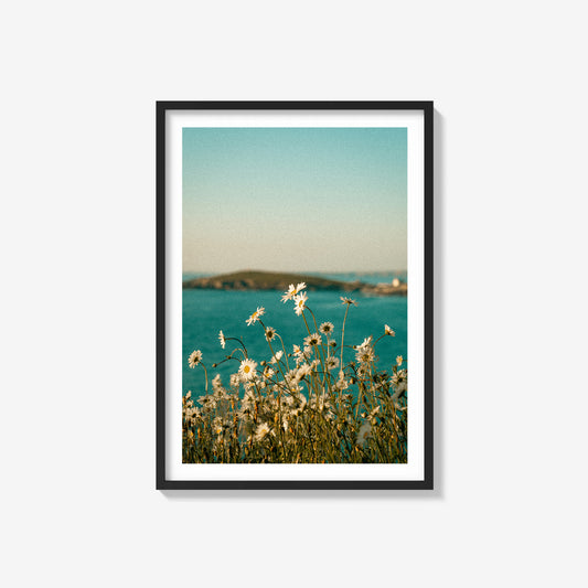 Daisies