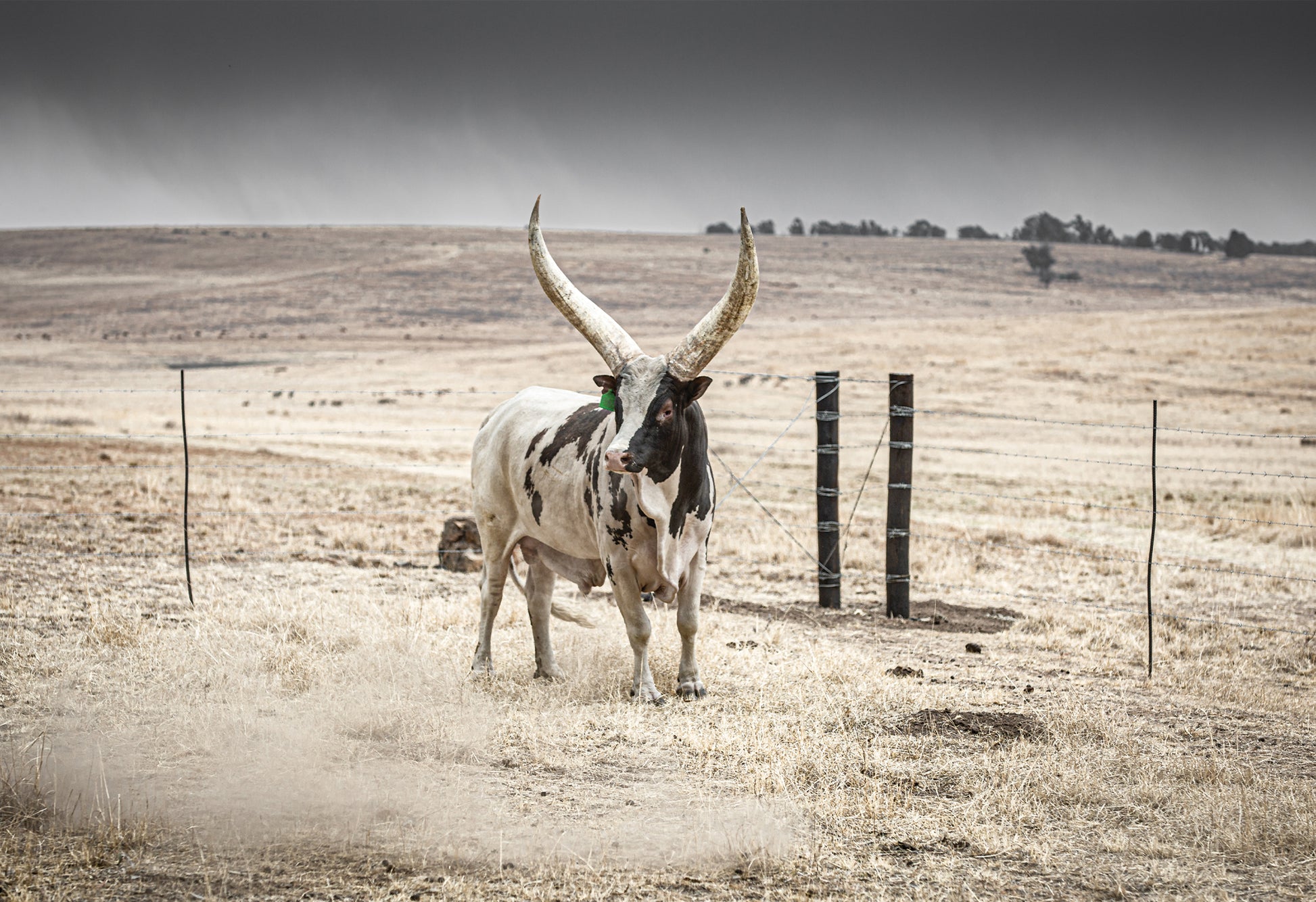 A longhorn Ankole bull stands in a dry, open field with a storm brewing in the background - a fine art print by Charles Johnstone taken in the Free State, South Africa.