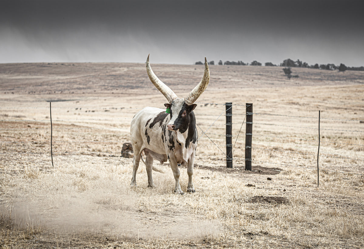 A longhorn Ankole bull stands in a dry, open field with a storm brewing in the background - a fine art print by Charles Johnstone taken in the Free State, South Africa.