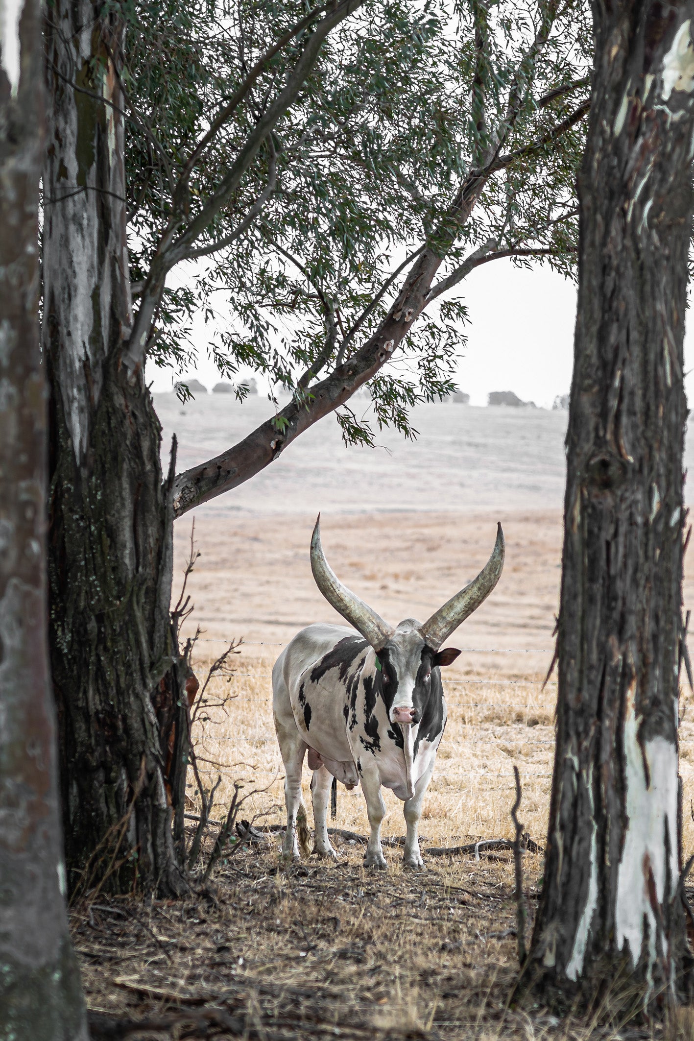 A black and white Ankole bull with large horns stands between trees in a dusty field - a fine art print by Charles Johnstone.