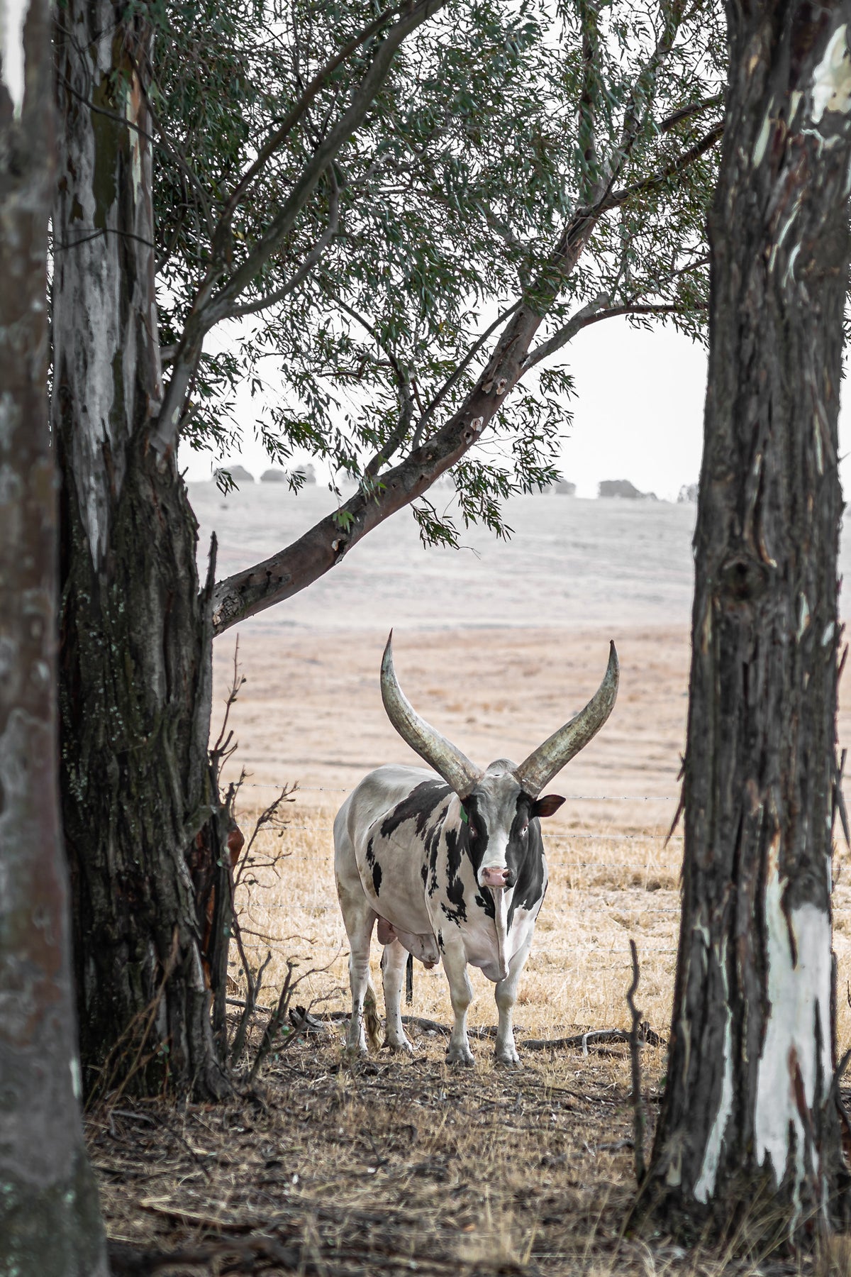 A black and white Ankole bull with large horns stands between trees in a dusty field - a fine art print by Charles Johnstone.