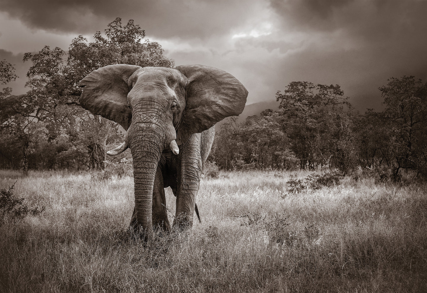 Black and white photo of an elephant in a grassy field, looking at the camera with his ears on full display - a fine art print by Charles Johnstone.