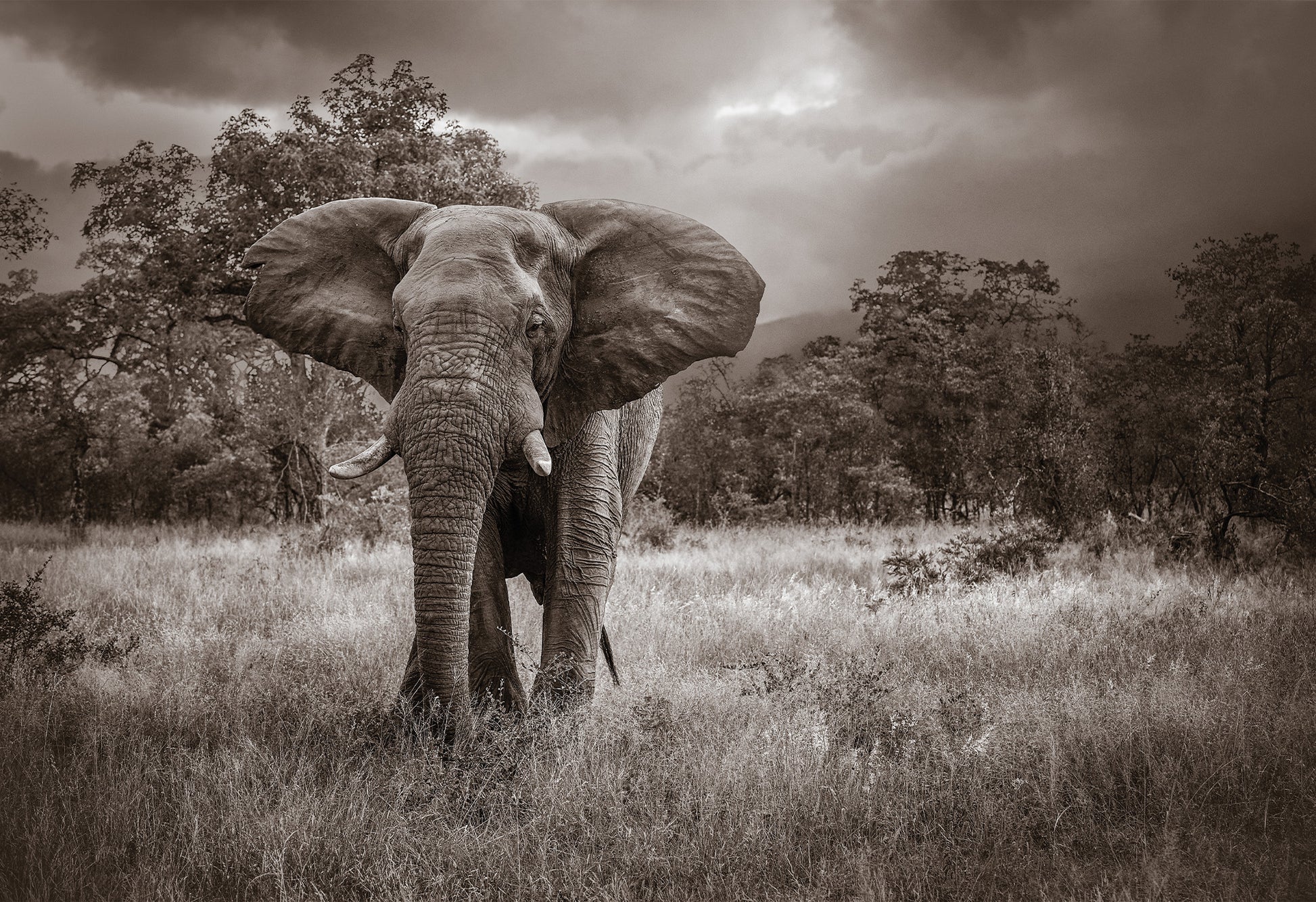 Black and white photo of an elephant in a grassy field, looking at the camera with his ears on full display - a fine art print by Charles Johnstone.