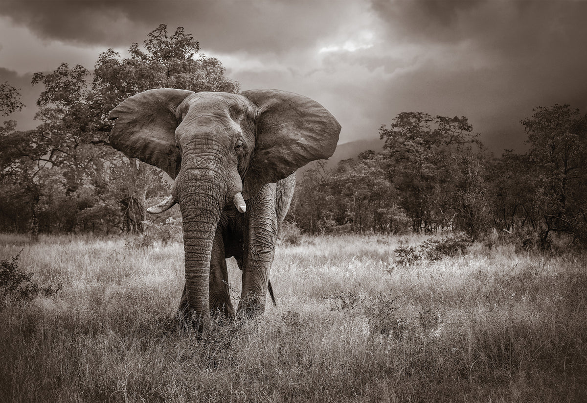 Black and white photo of an elephant in a grassy field, looking at the camera with his ears on full display - a fine art print by Charles Johnstone.