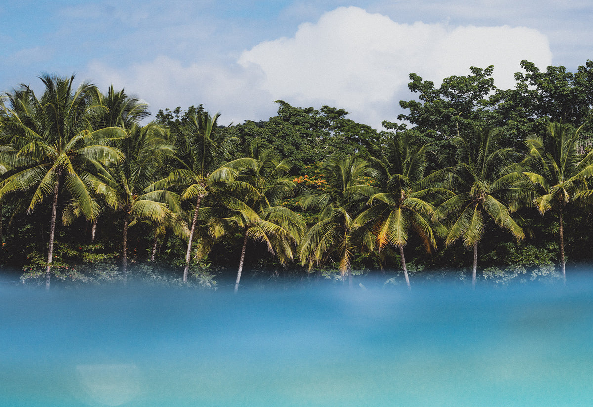 Tropical palm trees along a lush coastline with turquoise water in the foreground, fine art travel photography print by Ez Rivero taken in Santa Teresa.