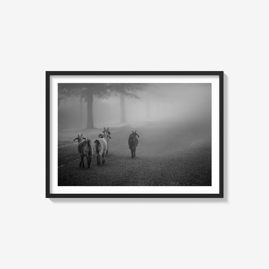 Goats In The Mist