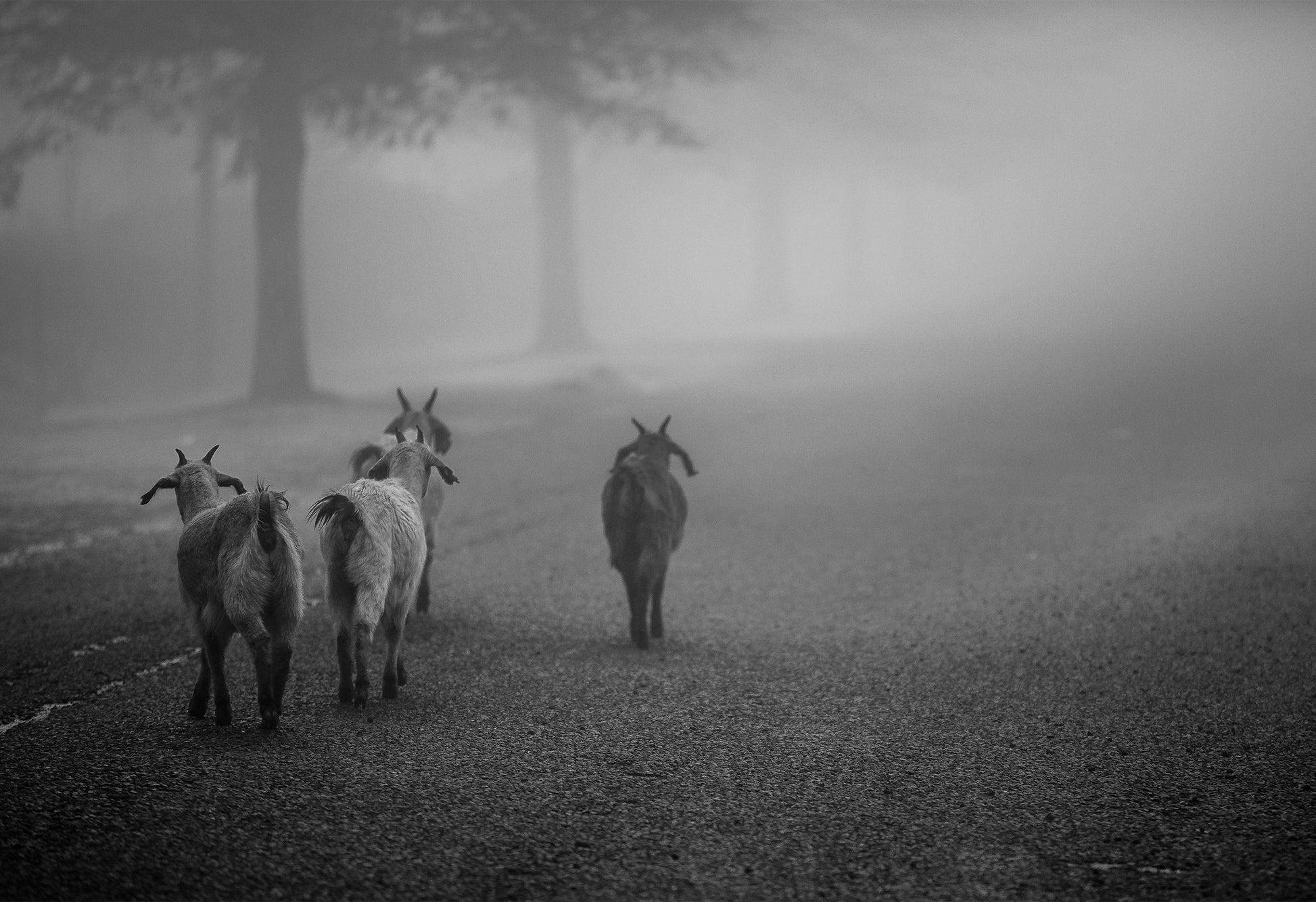 Four goats walking on a misty road with trees in the background - a black & white fine art photography print by Charles Johnstone.