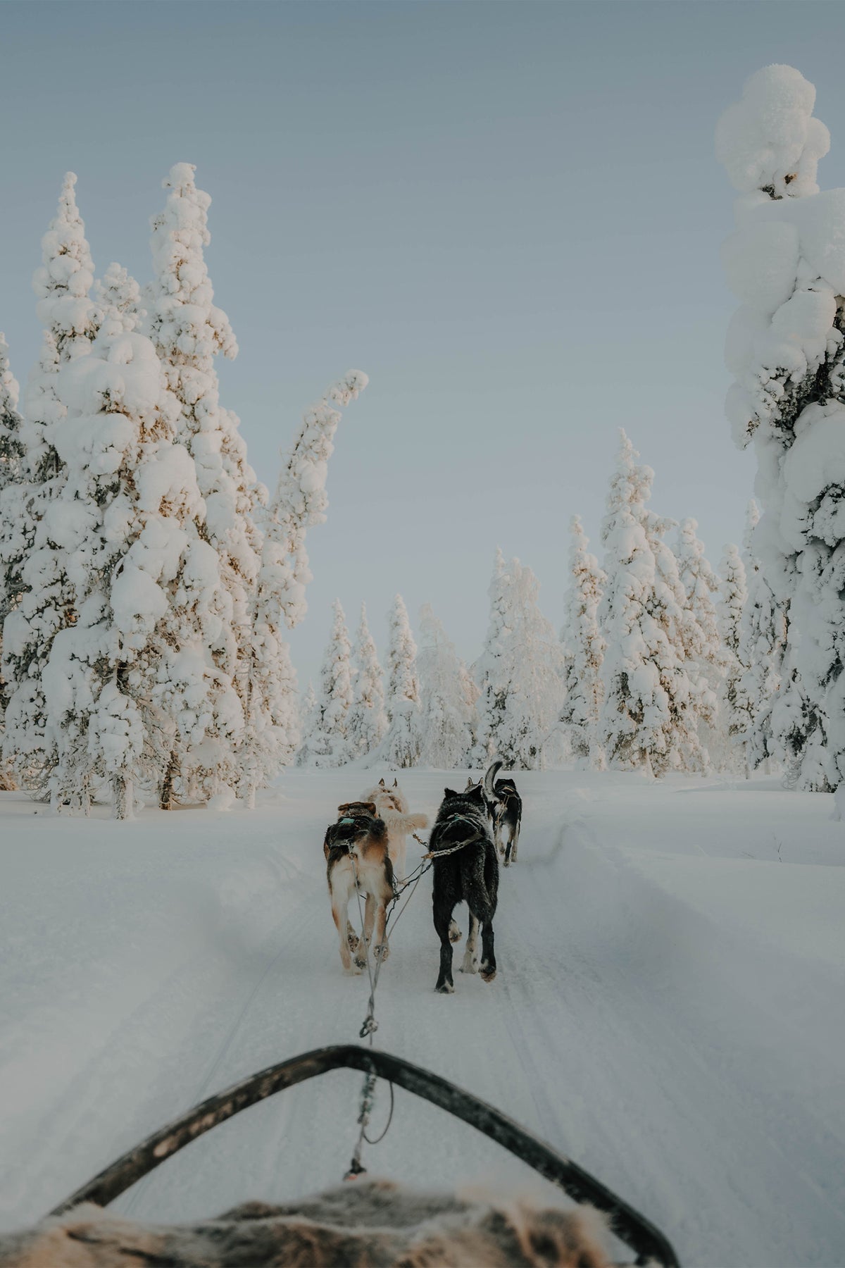 Huskies pulling a sled through a snow-covered Finland landscape, with trees heavy with snow in sub-zero temperatures. A fine art photograph by Sam Morris on The Lost Works.