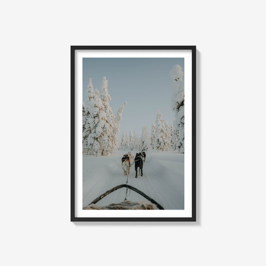 Huskies