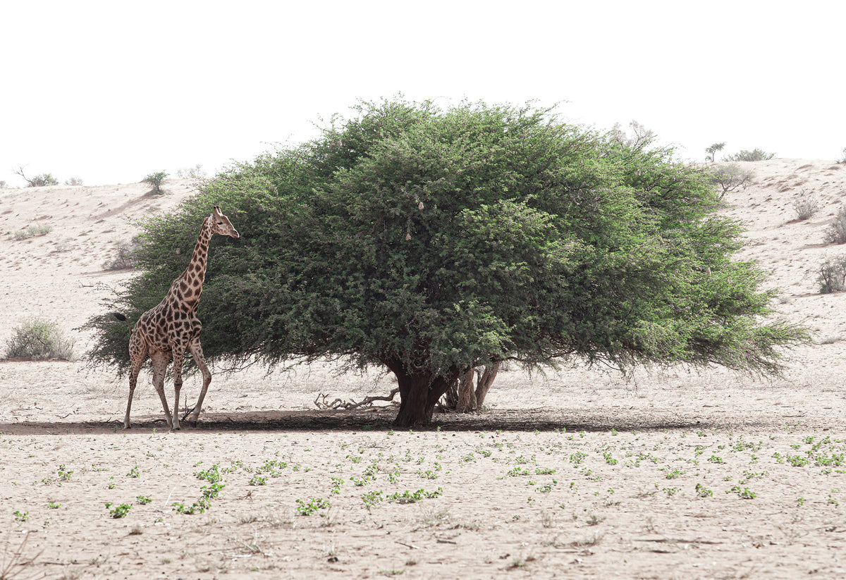 A lone giraffe walks near a tree in a dry landscape in the Kalahrari Desert - a fine art print by Charles Johnstone.