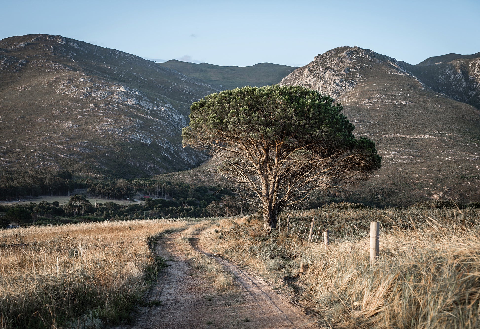 A lone tree stands on the side of a dirt track in South Africa's Stanford Valley mountains in the background - a fine art print by Charles Johnstone.