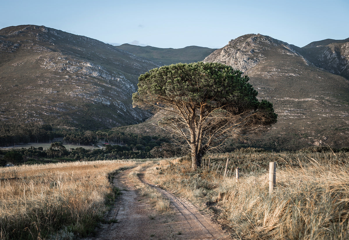 A lone tree stands on the side of a dirt track in South Africa's Stanford Valley mountains in the background - a fine art print by Charles Johnstone.