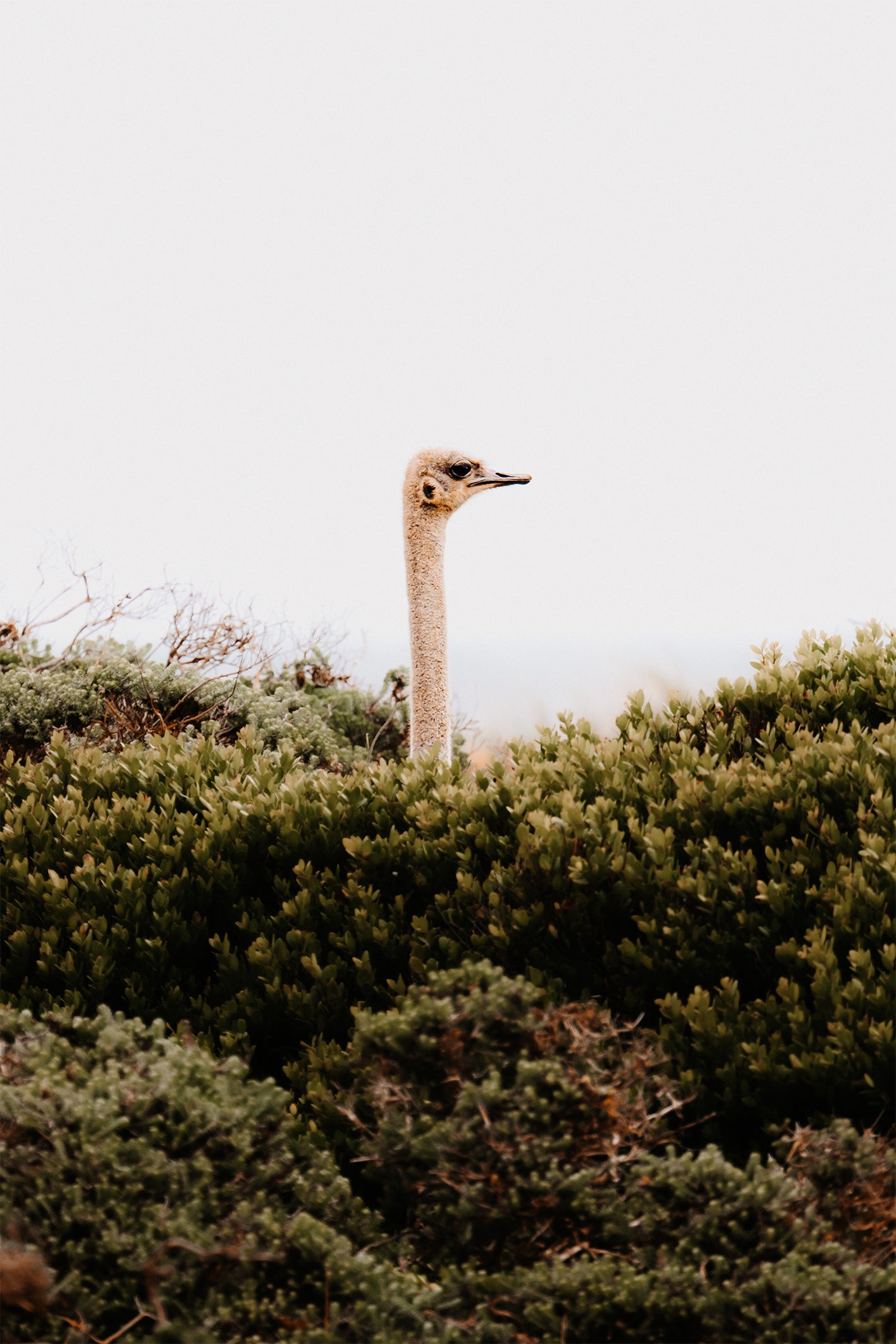 An ostrich peeking out from behind green bushes with a light grey sky behind, a fun fine art print from South Africa by Evie Johnstone.