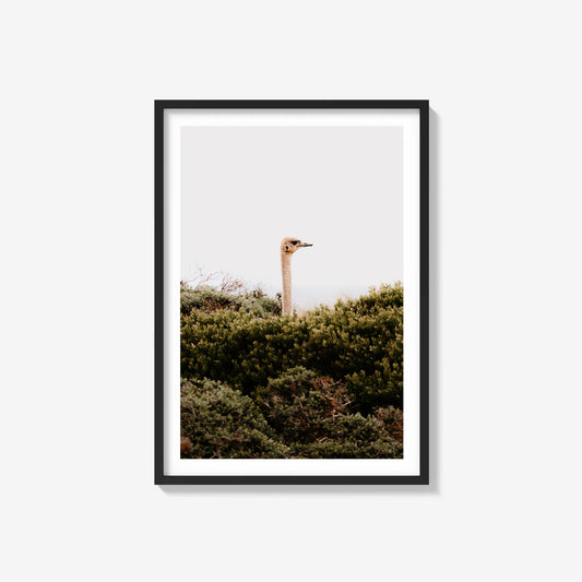 Lost Ostrich