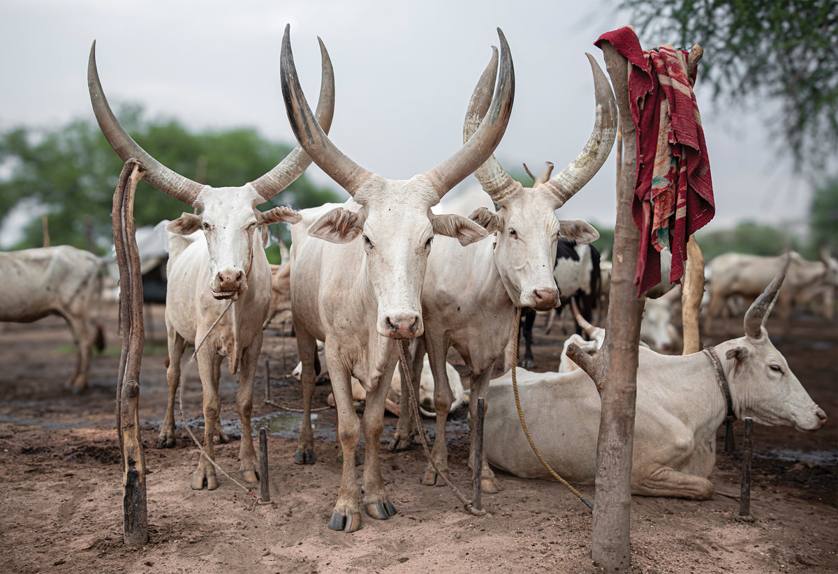 Three cows from the several hundred Ankole-Watusi cattle look face on at the camera. Majestic and long-horned, set in acrid smoke from burning fires and a dusty setting make for a powerful image in muted tones. A fine art photography print by Charles Johnstone, available exclusively on The Lost Works.