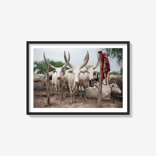 Mundari Cattle