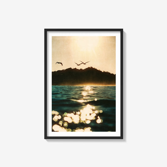 Pelicans