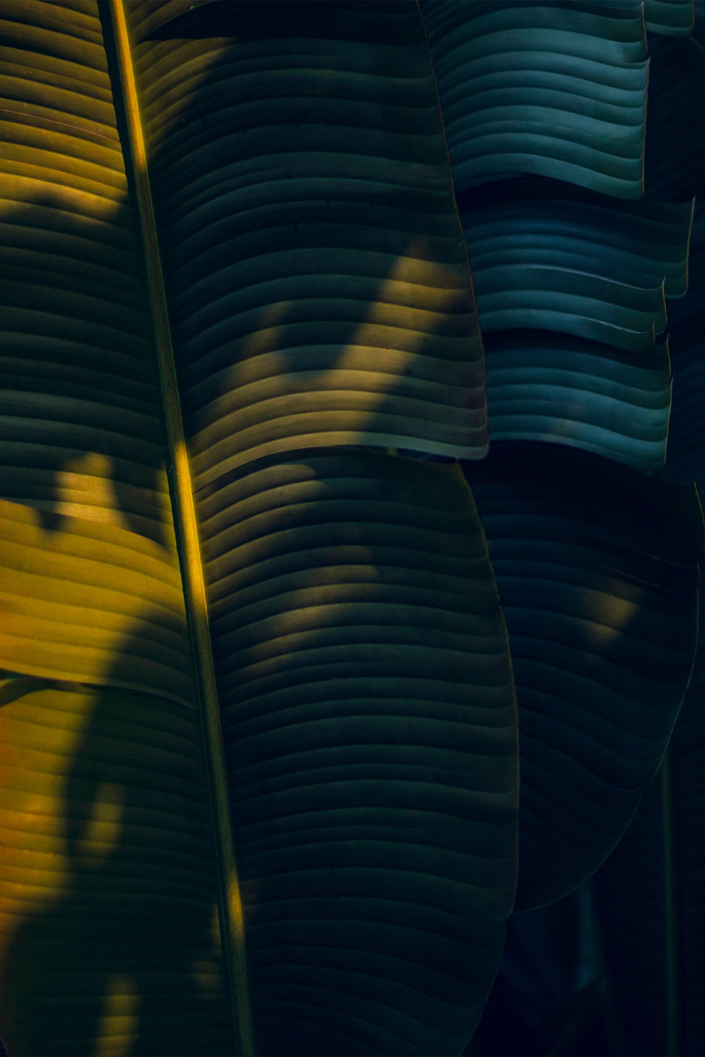 A golden glow is cast upon dark green palms in an Indonesian garden in Jakarta. Photograph by Will Bremridge, available as a fine art print on The Lost Works.