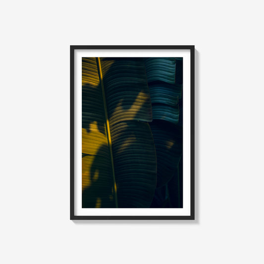 Palm Shadows