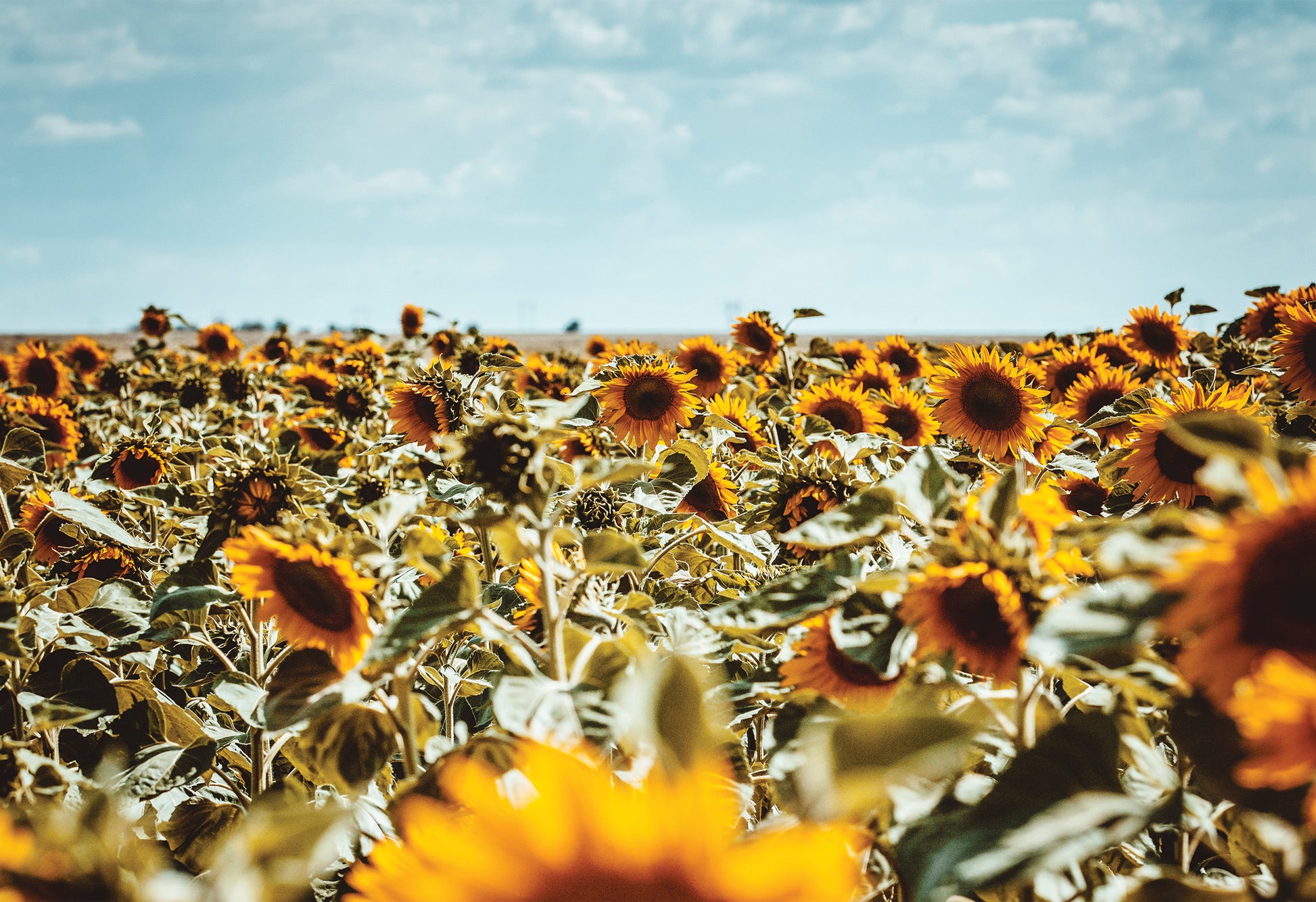 Expansive sunflower field under a bright blue sky in South Africa, captured in warm golden tones - fine art travel photography by Charles Johnstone.