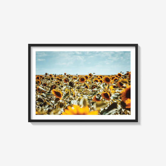 Sunflowers