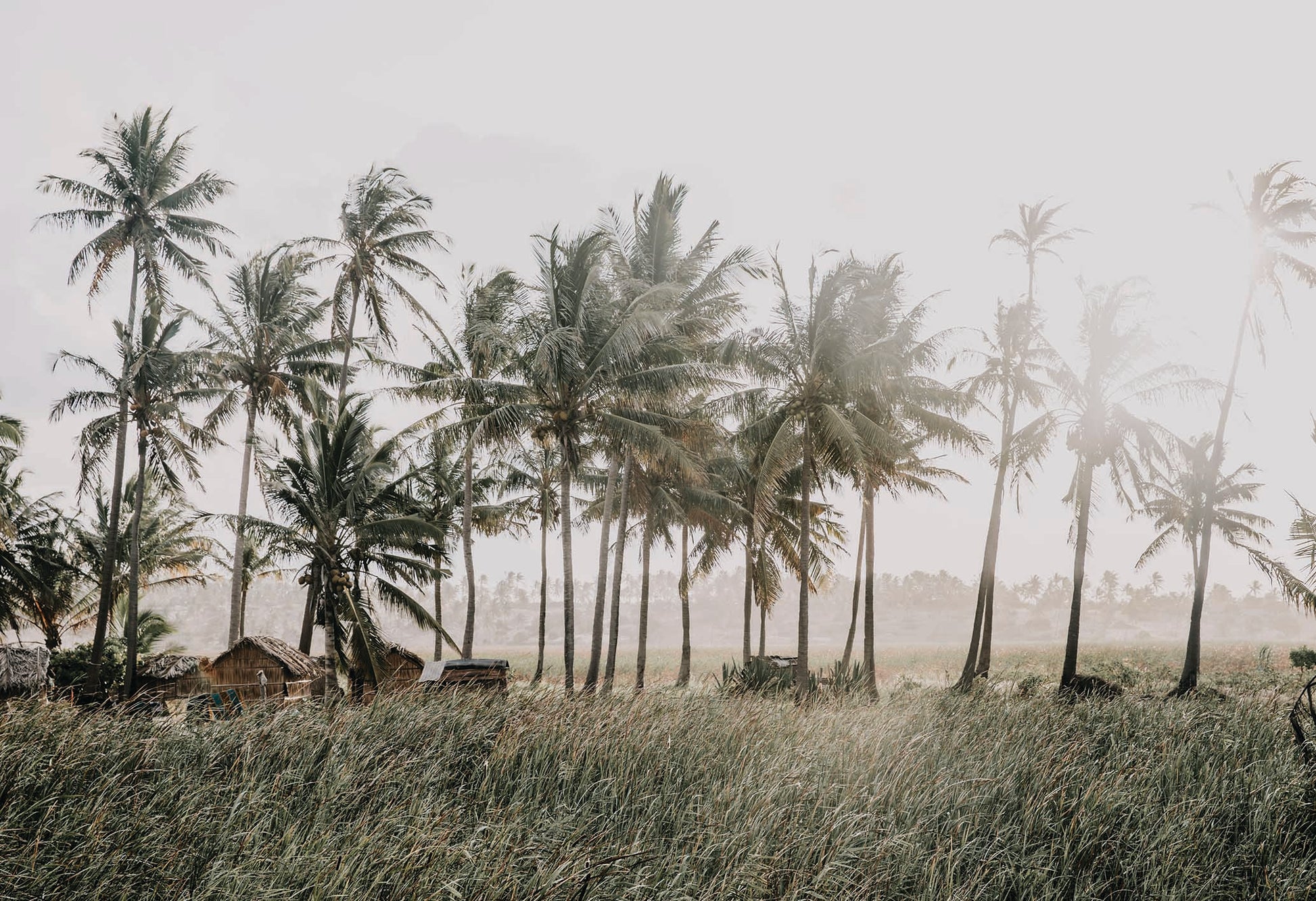 The sun flares through coconut-laden palm trees in a sleepy beachside town in Mozambique. A fine art phtography print by Charles Johnstone, available exclusively on The Lost Works.