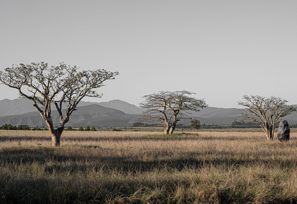 Scenic African landscape with three trees, a large rock and mountains in the distance - a fine art print by Charles Johnstone.