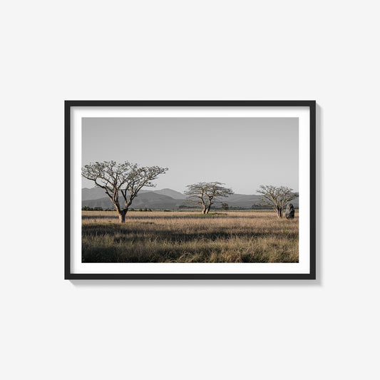 Three Trees