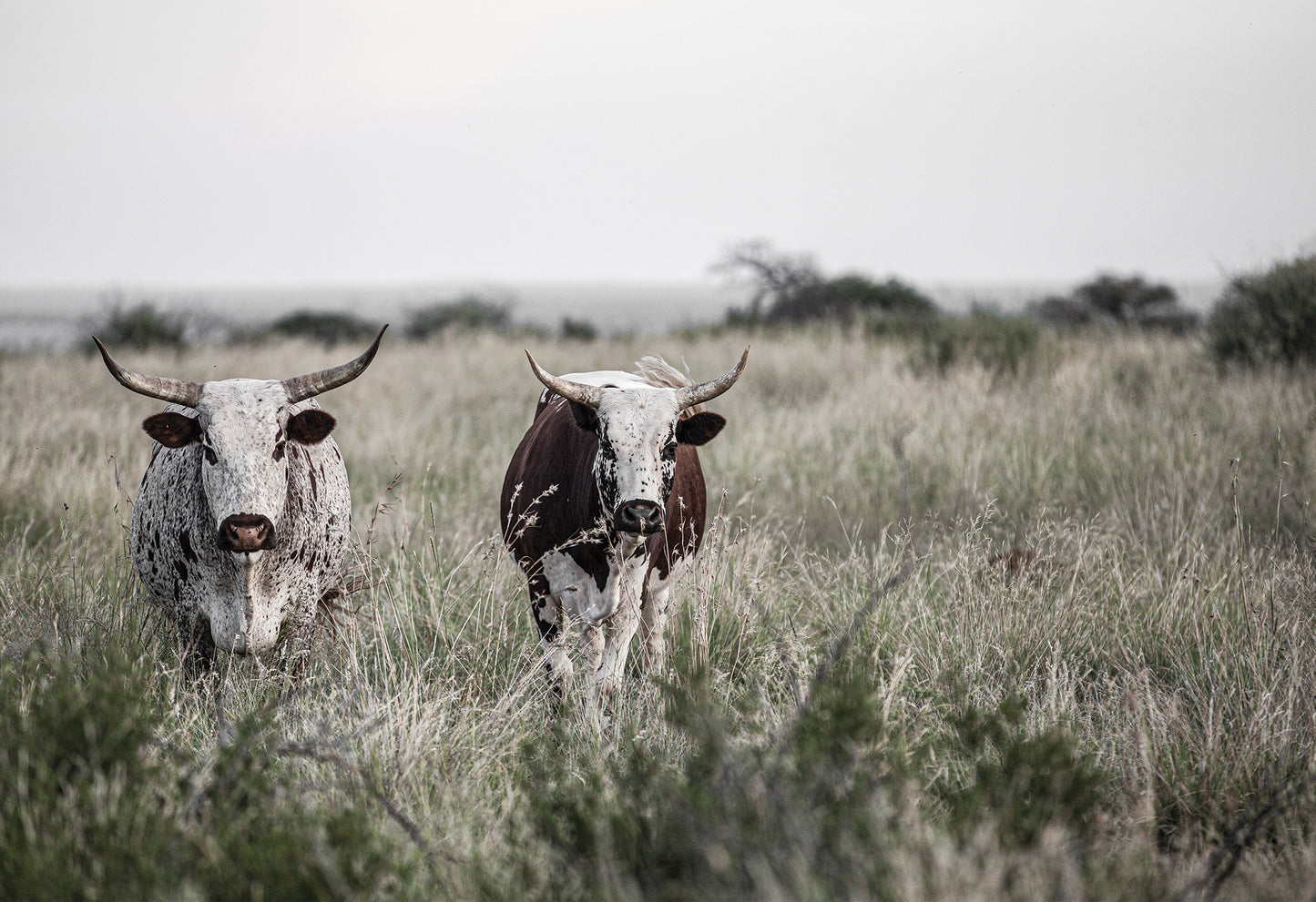 Two ngunis with their beautiful colourings stand in a grassy field. An African fine art print by Charles Johnstone.