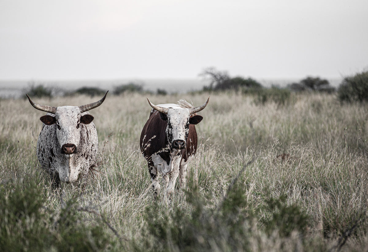 Two ngunis with their beautiful colourings stand in a grassy field. An African fine art print by Charles Johnstone.